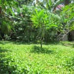 23592466 1960282610905550 2858793573951376479 o Garden Homely Two Bedrooms House For Rent An Bang Beach Hoi An
