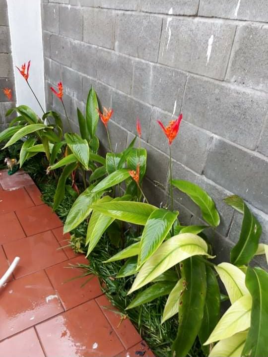 House for rent hoi an mvpvietnam