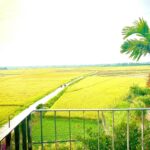 House for rent Cam chau hoi an HA3H071 13 Yellow Paddyfield Three Bedrooms House For Rent Cam Chau Hoi An