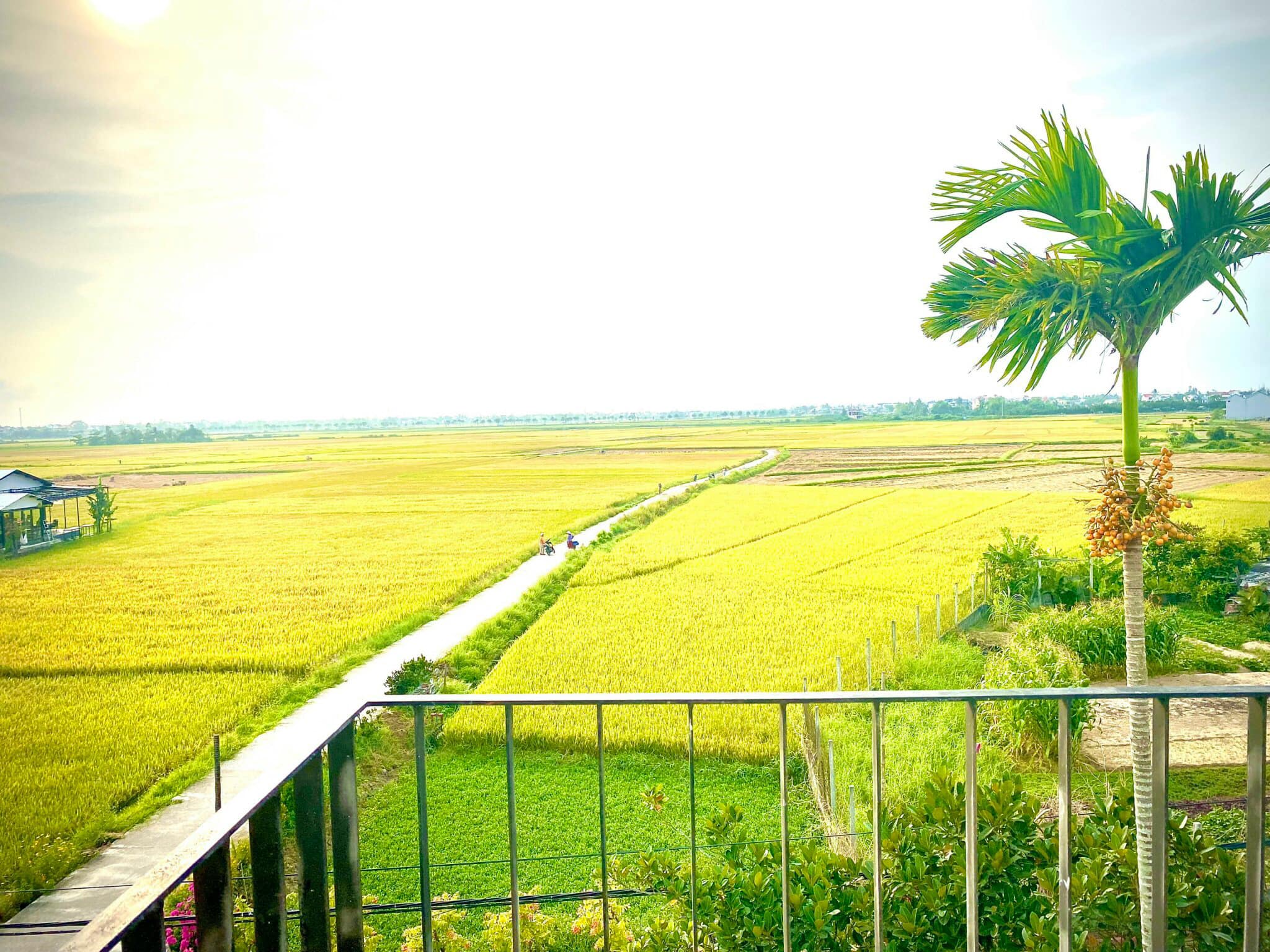 Yellow Paddyfield Three Bedrooms House For Rent Cam Chau Hoi An